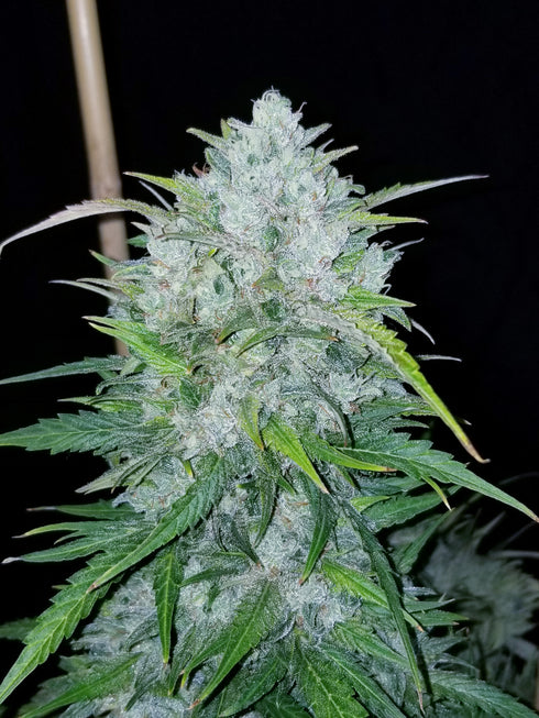 BSB Genetics - Bruce Banner Auto