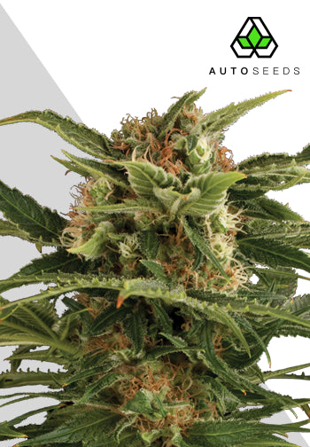 Auto Seeds - Auto Pounder