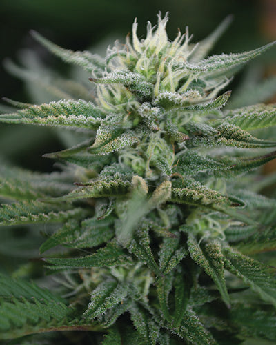 Medicann Seeds - Scrog CBD