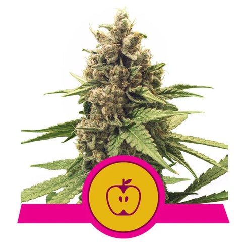 Royal Queen Seeds - Apple Fritter