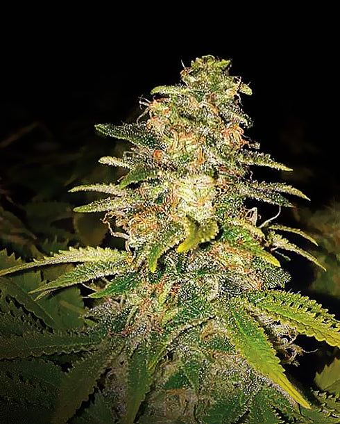 Expert Seeds - Critical Blue Auto