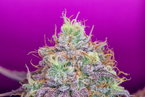 Pure Instinto - Watermelon Zkittles