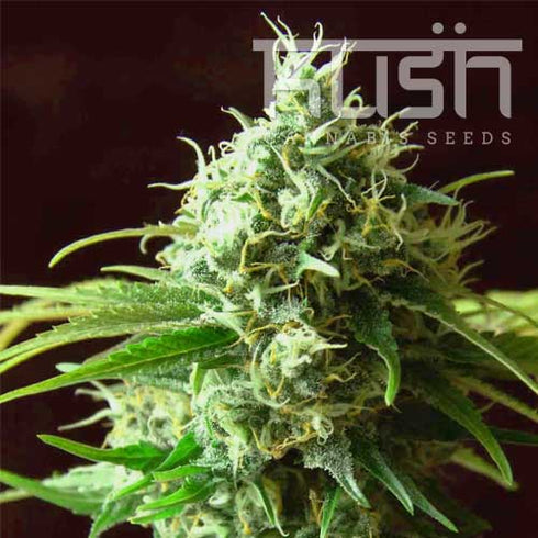 Kush Seeds - Cheese Kush