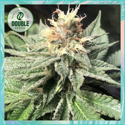 Double Seeds - Quick Bud
