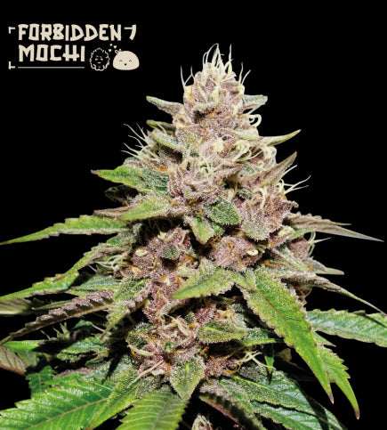 Seed Stockers Seeds - Superior Forbidden Mochi Auto
