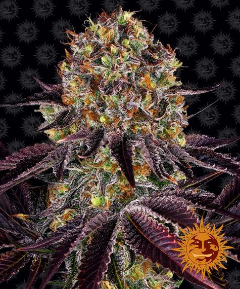 Barney's Farm Seeds - Runtz x Layer Cake