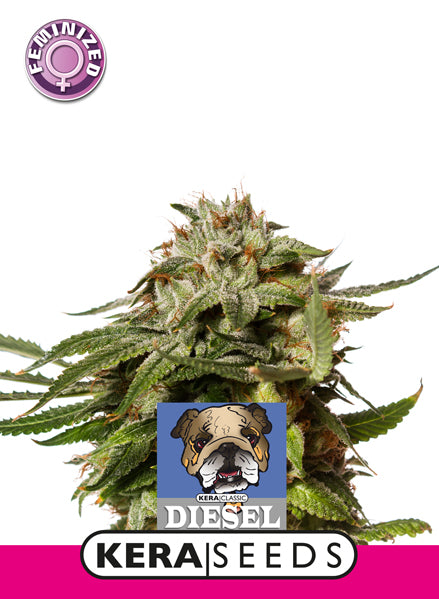 Kera Seeds - Premium Diesel