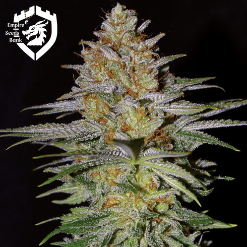 Empire Seeds - Glitter Bomb