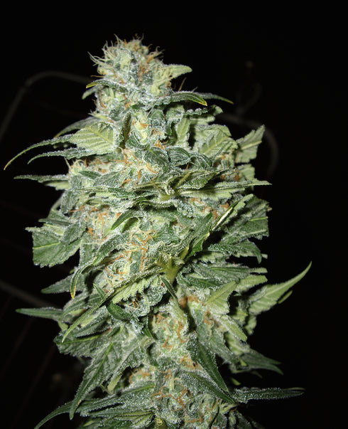 Cream Of The Crop - Crop Circle Auto