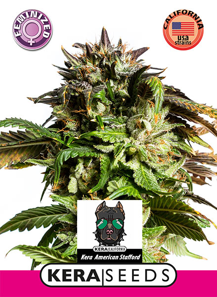 Kera Seeds - American Stafford