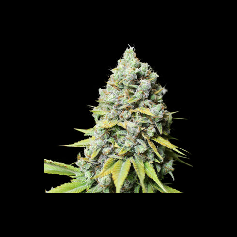 Super Sativa Seed Club - Kosher Haze