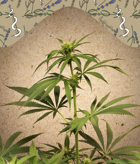 Female Seeds - CBD Terra Italia 40:1
