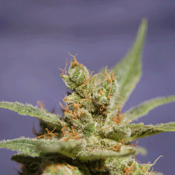 Sagarmatha Seeds - Rhode Island Skunk