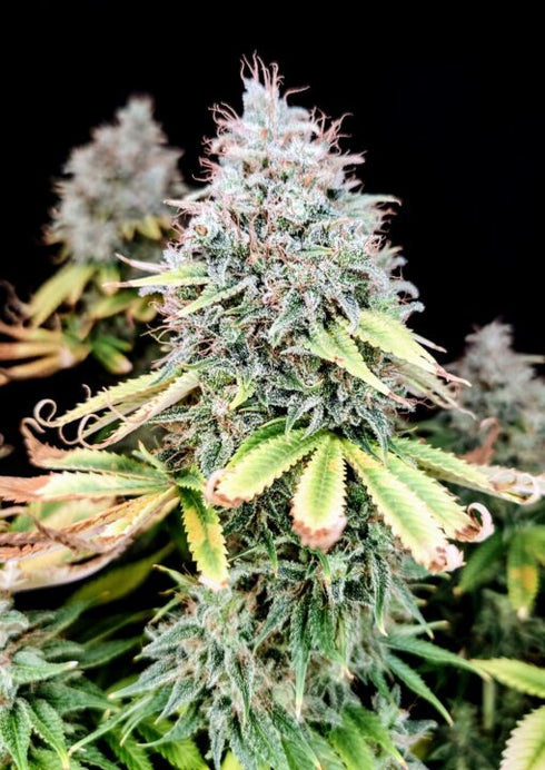 Pure Instinto - Apple OG