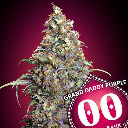 00 Seeds - Grand Daddy Purple