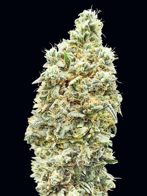 Advanced Seeds - Strawberry Banana Fast Version