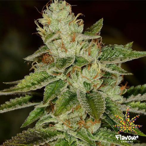 Flavour Chasers Seeds - WIFI