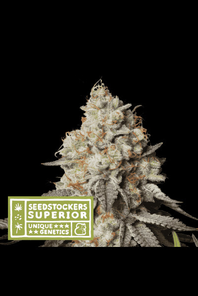 Seed Stockers Seeds - Superior Panty Punch Auto