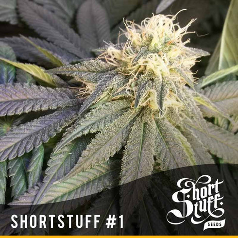 Short Stuff - Short Stuff #1