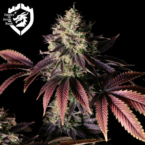 Empire Seeds - Millionaire Mindset