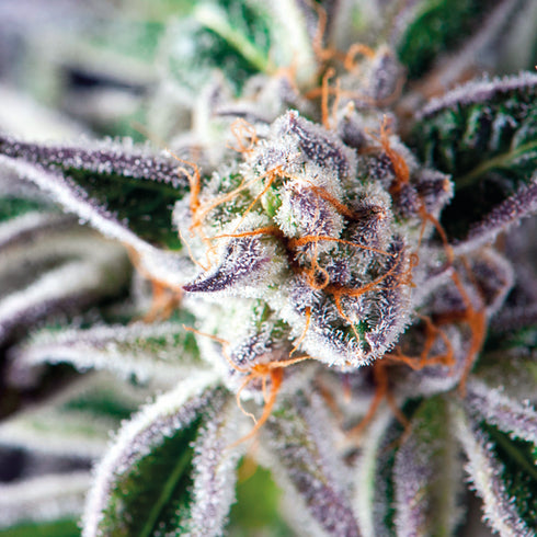 Pyramid Seeds - Do-Si-Dos