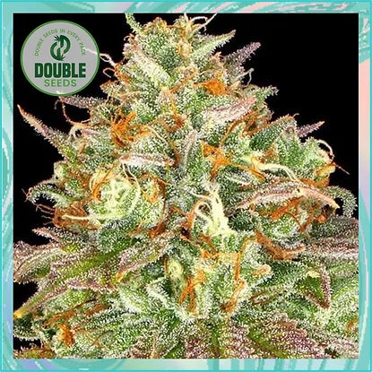 Double Seeds - Wedding Cake