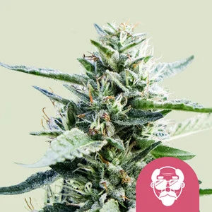 Royal Queen Seeds - Grandaddy Purple