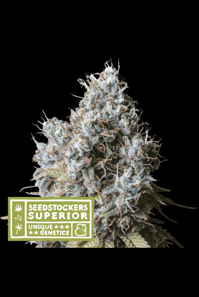 Seed Stockers Seeds - Superior Rucu Cucu OG