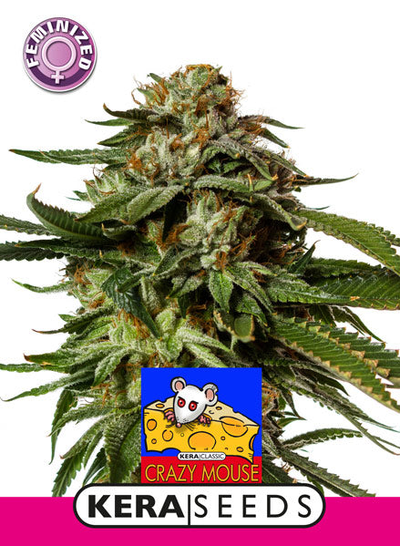 Kera Seeds - Crazy Mouse (was Amsterdam Cheese)