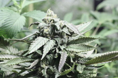 Devil's Harvest Original Seeds - Shoreline