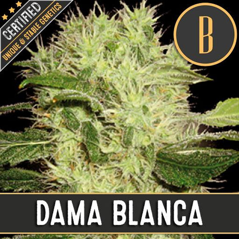 Blimburn Seeds - Dama Blanca
