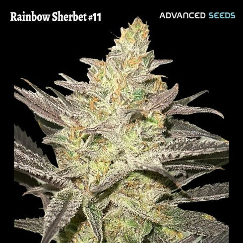 Advanced Seeds - Rainbow Sherbet #11