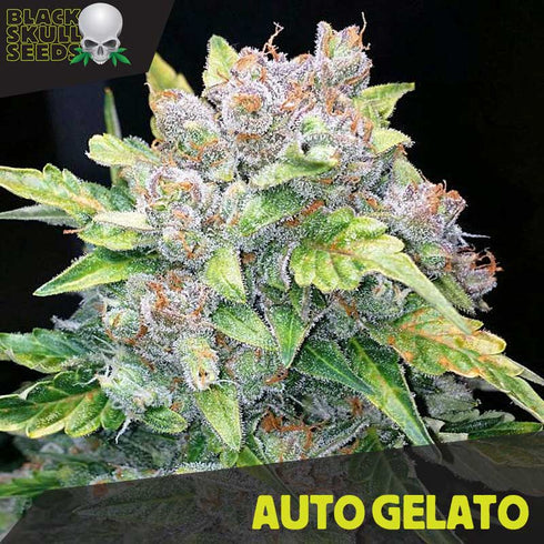 Black Skull Seeds - Auto Gelato