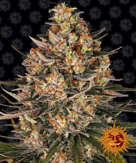 Barney's Farm Seeds - Lemon Drizzle