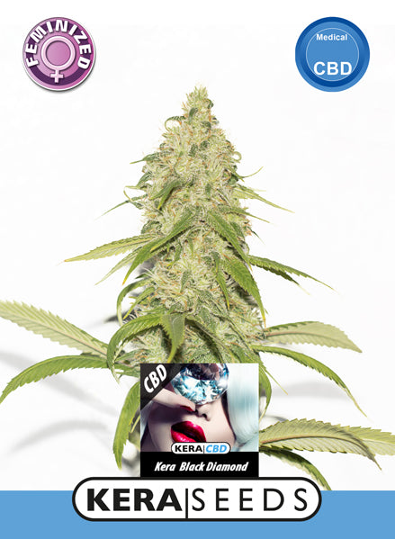 Kera Seeds - CBD Black Diamond
