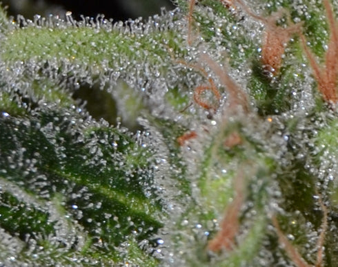 C.B.D. Seeds - Widow