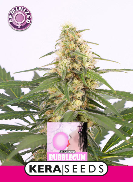 Kera Seeds - Bubblegum