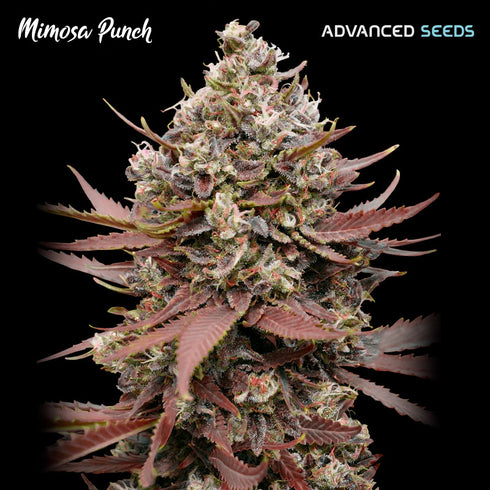 Advanced Seeds - Mimosa Punch