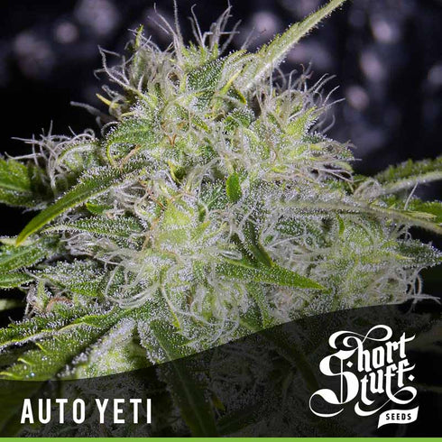 Short Stuff - Auto Yeti