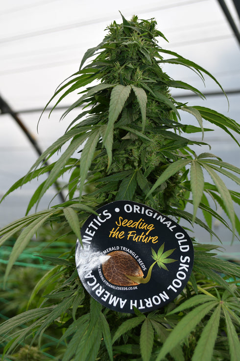 Emerald Triangle - Mandarin Mimosa