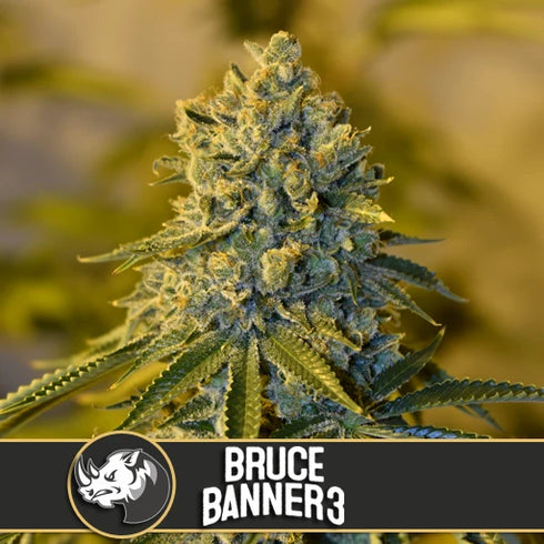 Blimburn Seeds - Bruce Banner #3