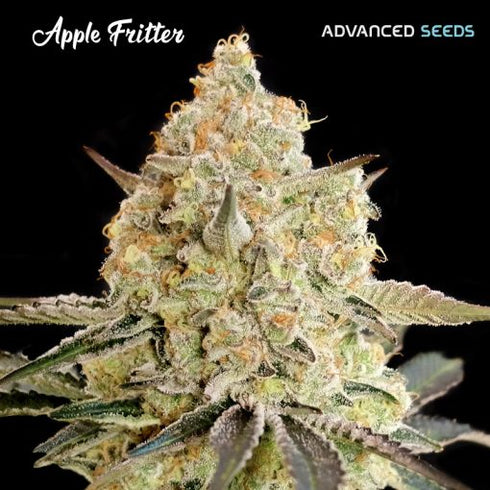 Advanced Seeds - Apple Fritter