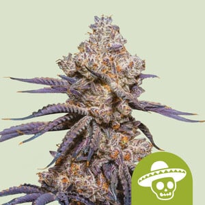 Royal Queen Seeds - Mexican Rush Auto