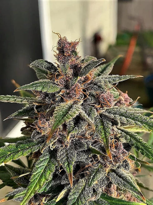 Top Shelf Elite Seeds - Blueberry Sugar Pine