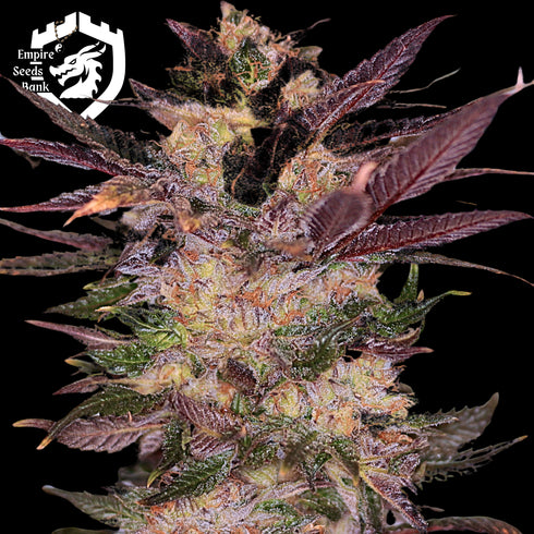 Empire Seeds - Slapz