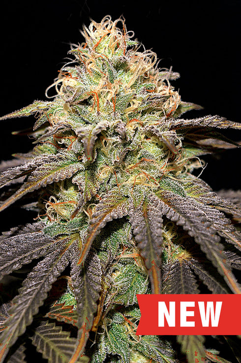 Cream of the Crop - Super Boof