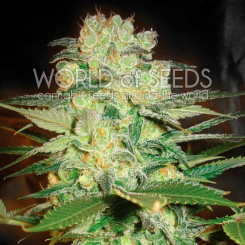 World Of Seeds - Afghan Kush x White Widow