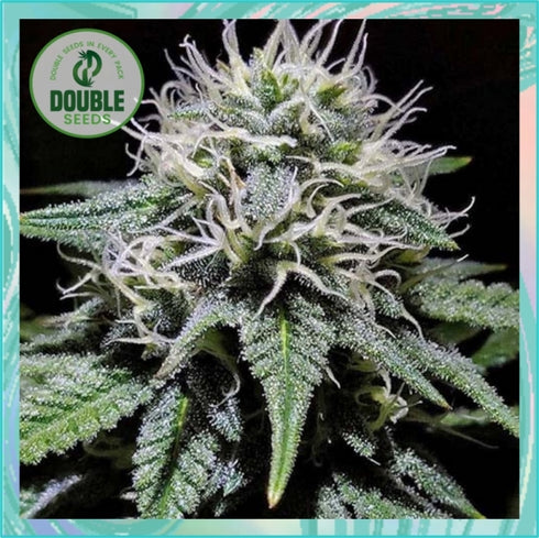 Double Seeds - Gorilla Zkittlez