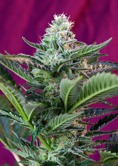 Sweet Seeds - Moham Ram Auto