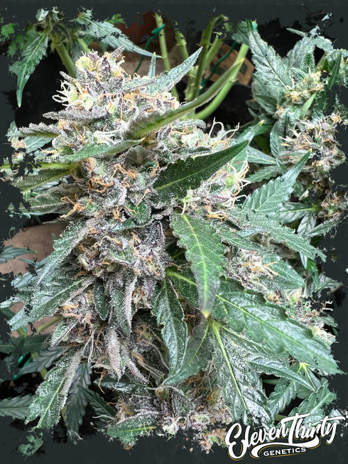 Eleven Thirty Genetics - Rainbow Chip